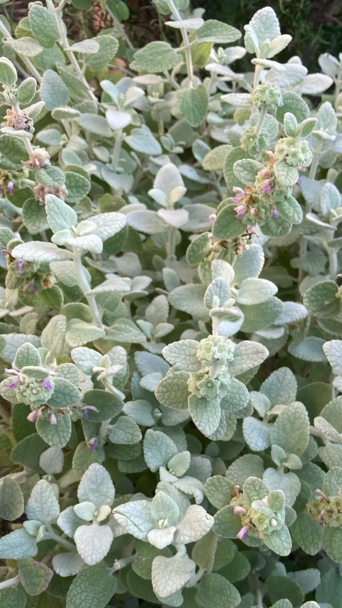 バロータふわふわのシルバーリーフ🌱「庭の草花」のアルバム