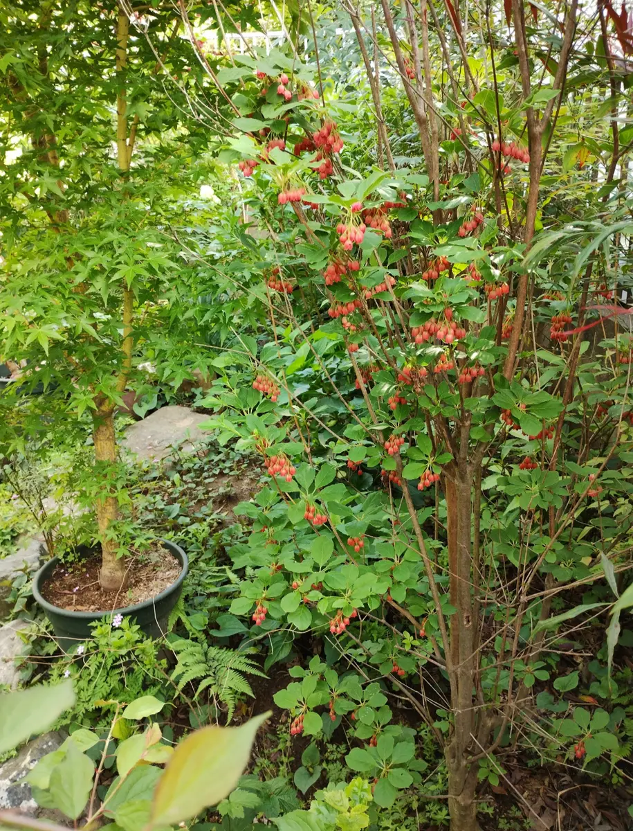 ベニサラサドウダン、樹高は2M位ですが「2023の庭」のアルバム