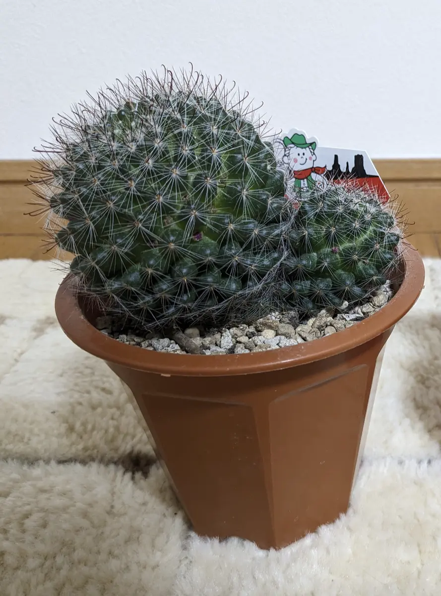 マミラリア・ゼイルマンニアナホーム「サボちゃん」のアルバム