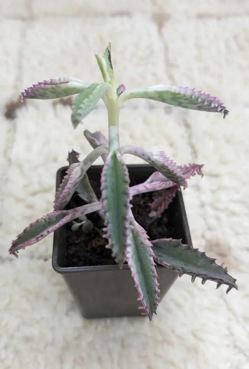 不死鳥錦ダイソーで購入しました(^^)「多肉植物」のアルバム-みんなの
