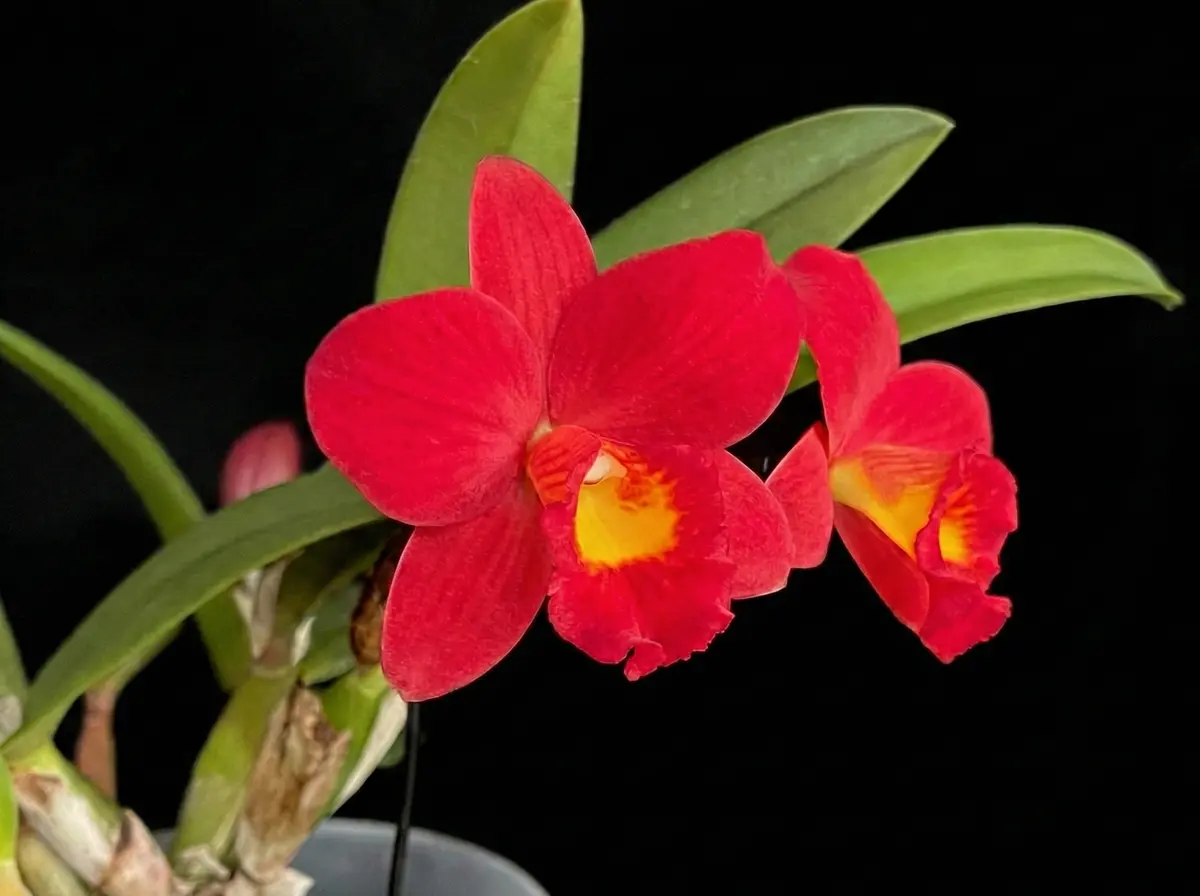 ハイドランジア カトレア ファーヴェントレッド カトレアの写真-みんなの趣味の園芸2574251