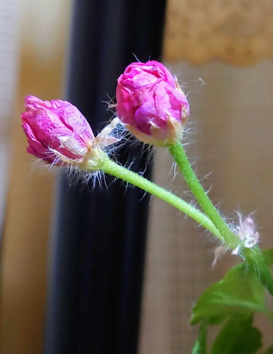 バラ咲きゼラニウムディープミルフィールドローズ｜園芸日記byは