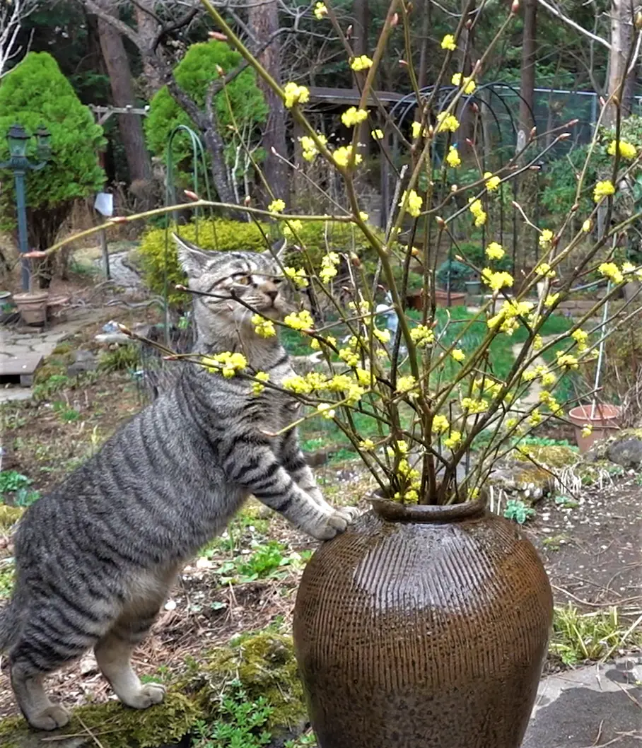 ダンコウバイその2 観賞編｜園芸日記byほころび園｜みんなの趣味の園芸