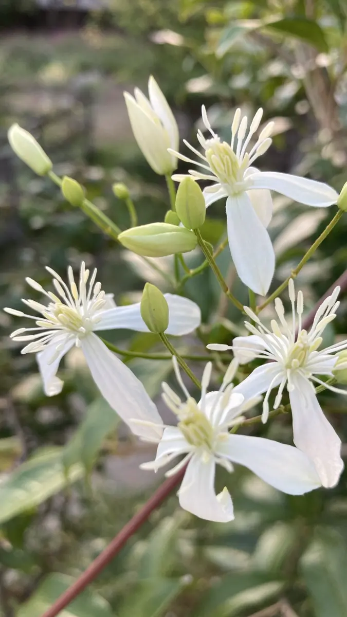 センニンソウ他 野の花 ご確認用 センニンソウ他 野の花 ご確認用