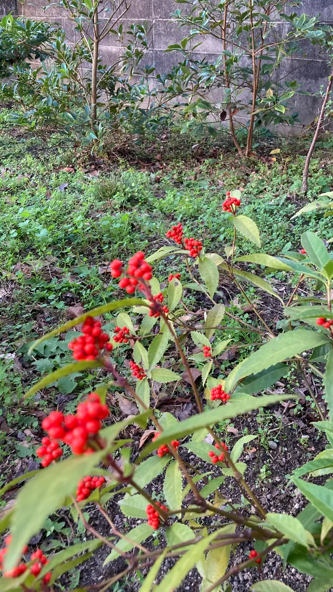 赤い実 img_cache_q_39562_1_1727166616