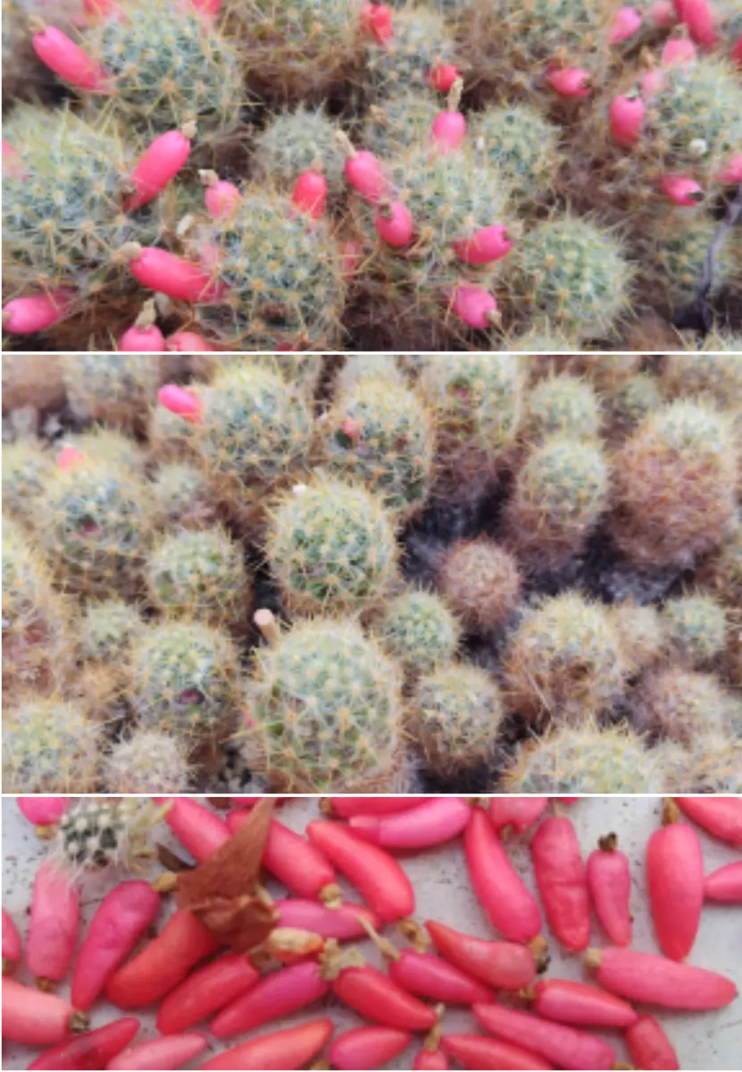 🌵サボテン|園芸日記byすてきなおじいちゃん|みんなの趣味の 🌵サボテン|園芸日記byすてきなおじいちゃん|みんなの趣味の