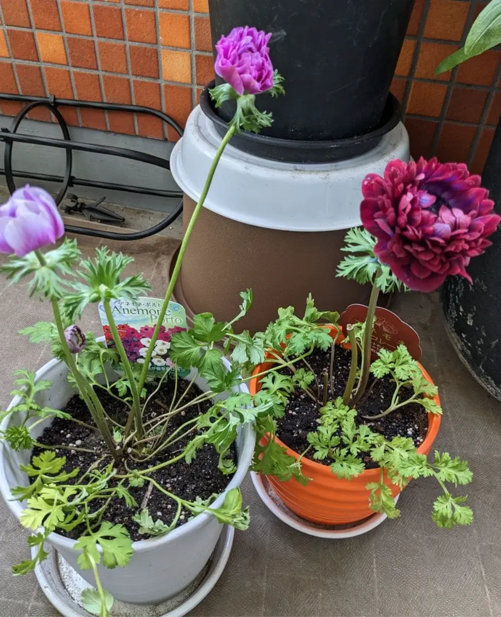 アネモネかラナンキュラスか以前の問題｜園芸日記byとまトマトん