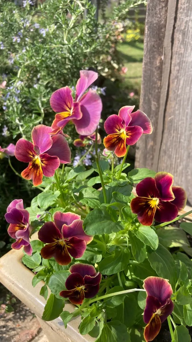 赤褐色 ビオラ本体 ビオラをお迎えしました🪴｜園芸日記byしろまる｜みんなの趣味の園芸