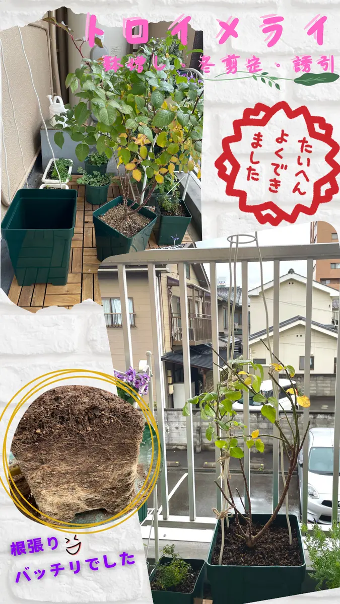 バラ;トロイメライの鉢増し・冬剪定・誘引｜園芸日記byあるかさん