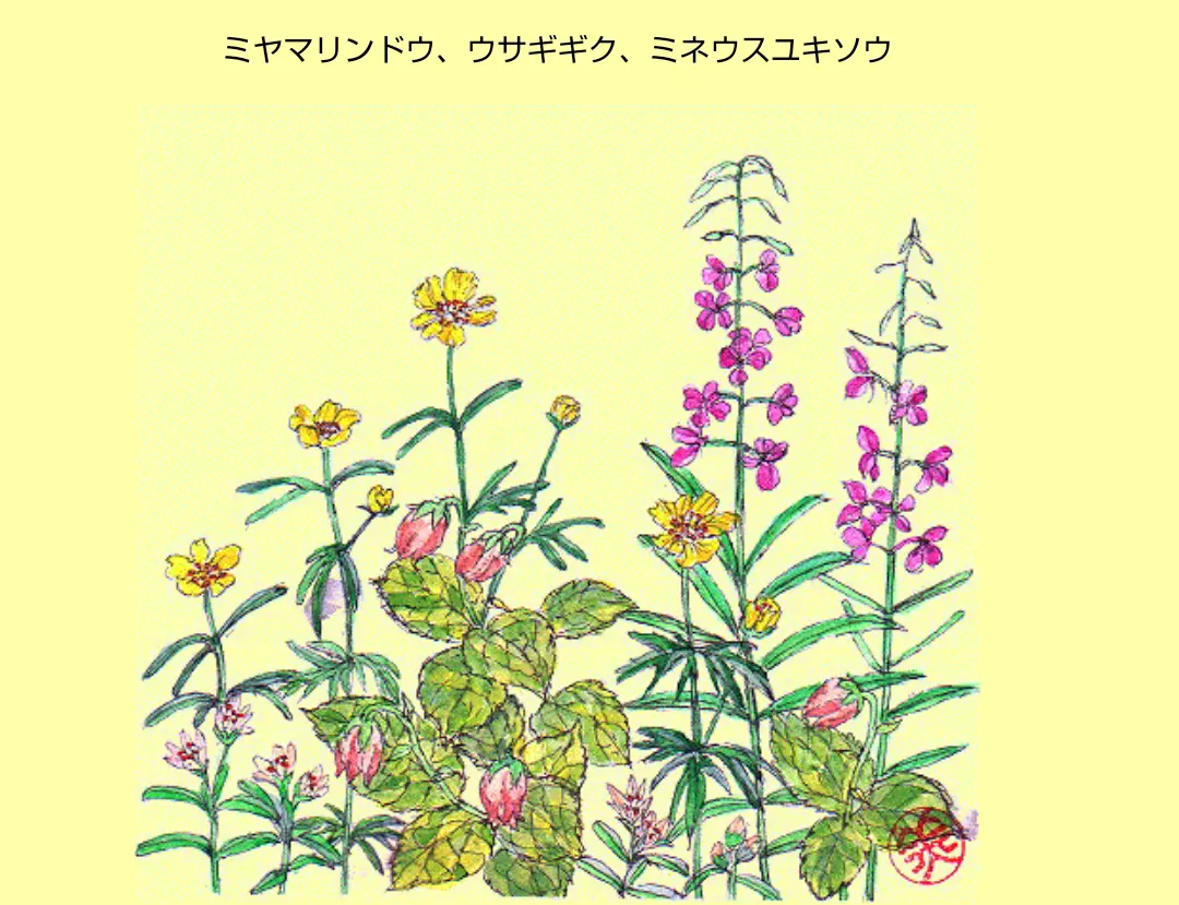 山野草の水彩画①｜園芸日記byjictenko｜みんなの趣味の園芸