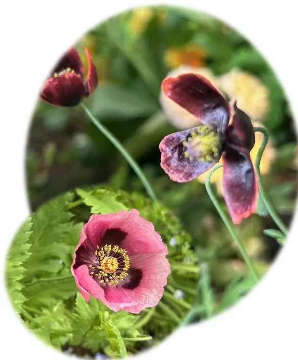 😲育てたのは毒の花だった！😲植えた覚えのないこの花は？😅😅｜園芸