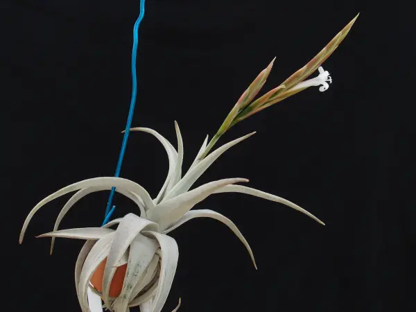 Tillandsiabarfussii｜園芸日記bykaketo｜みんなの趣味の園芸｜238985