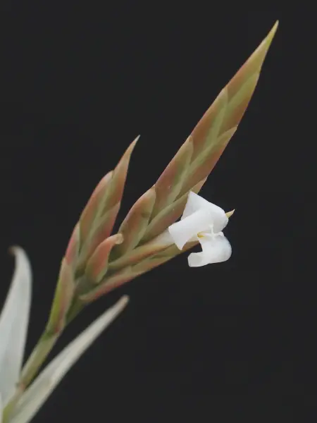 Tillandsiabarfussii｜園芸日記bykaketo｜みんなの趣味の園芸｜238985