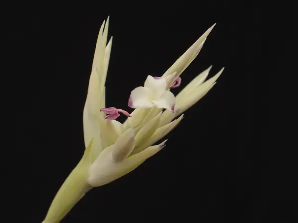 Tillandsiapeiranoi …他｜園芸日記bykaketo｜みんなの趣味の園芸｜321742