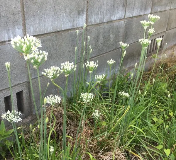 花ニラ ①｜園芸日記byしまくじら｜みんなの趣味の園芸｜328866