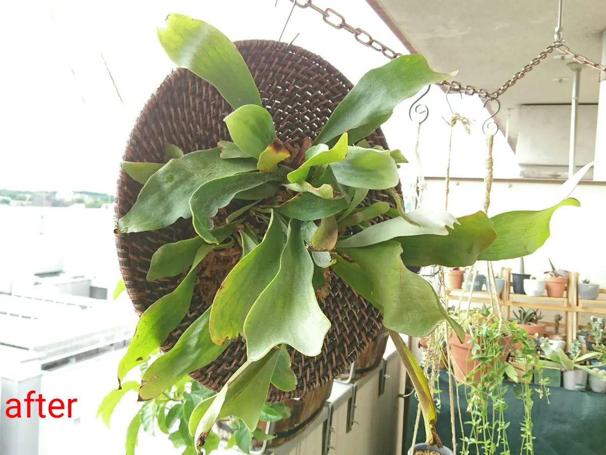 ビカクシダの植え替え｜園芸日記bySASANTA｜みんなの趣味