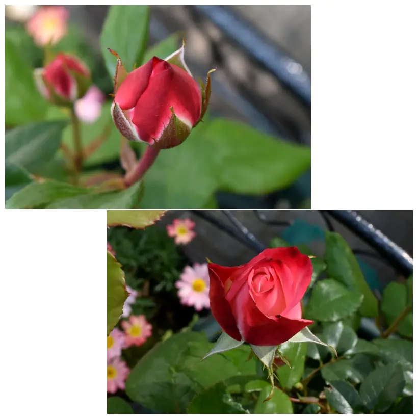 カッコイイ薔薇 カッコイイ薔薇が咲きました》｜園芸日記by-MIKA-｜みんなの趣味の園芸