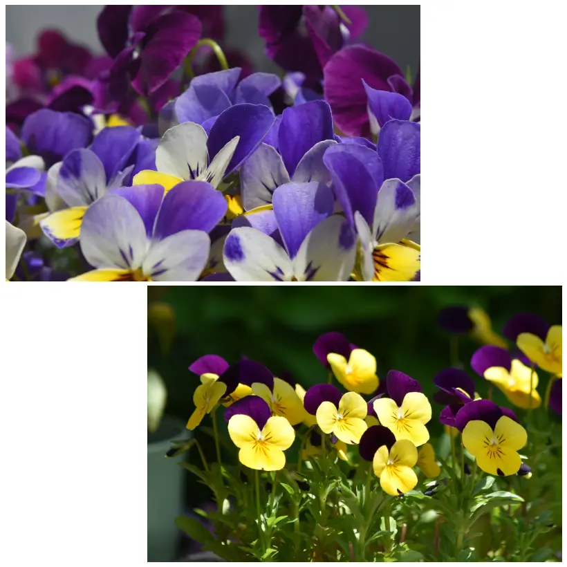 カッコイイ薔薇が咲きました》｜園芸日記by-MIKA-｜みんなの趣味の園芸