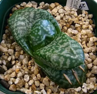 ガステリア・艶肌臥牛竜(ピランシー交配系と思います) ガステリア・艶肌臥牛竜(ピランシー交配系と思います) - メルカリ