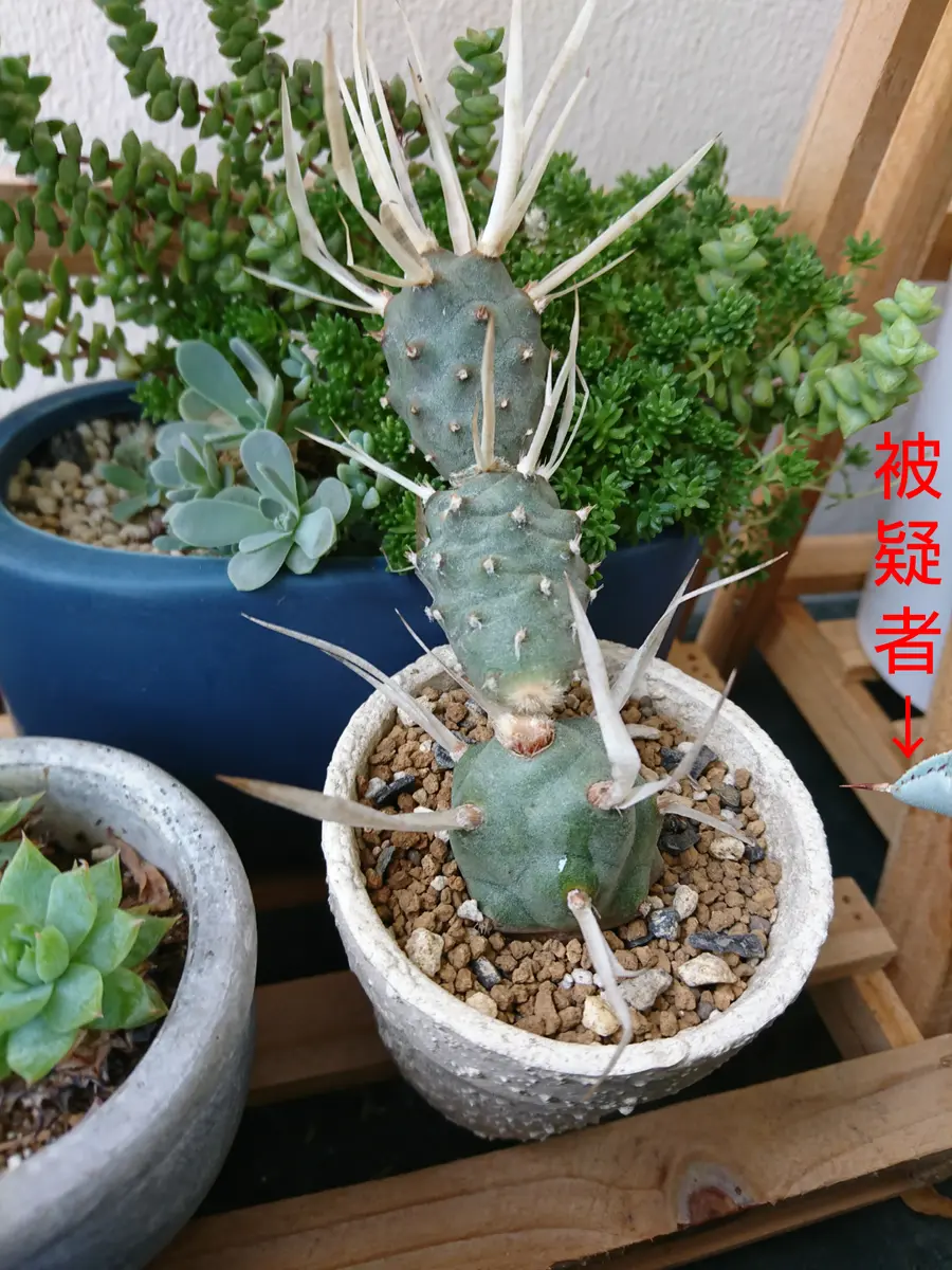 折れたテフロカクタス｜園芸日記bySASANTA｜みんなの趣味の園芸