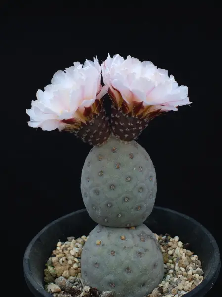 ふ*く様 ゲオメトリクス　サボテン　多肉植物　一点限定　鉢ごと発送 Yahoo!オークション - (22) 大株ゲオメトリクス 受粉済み