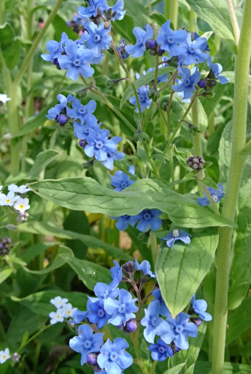 青い花🌼まだ咲いてない青系の花｜園芸日記by**しま**｜みんなの
