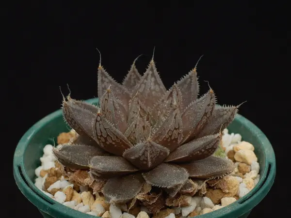 アストロロバハリー大株