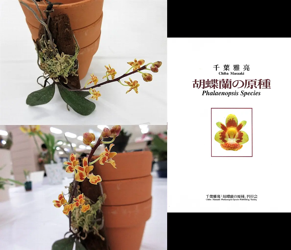 第60回蘭友会らん展 その9｜園芸日記byレプト｜みんなの趣味の園芸