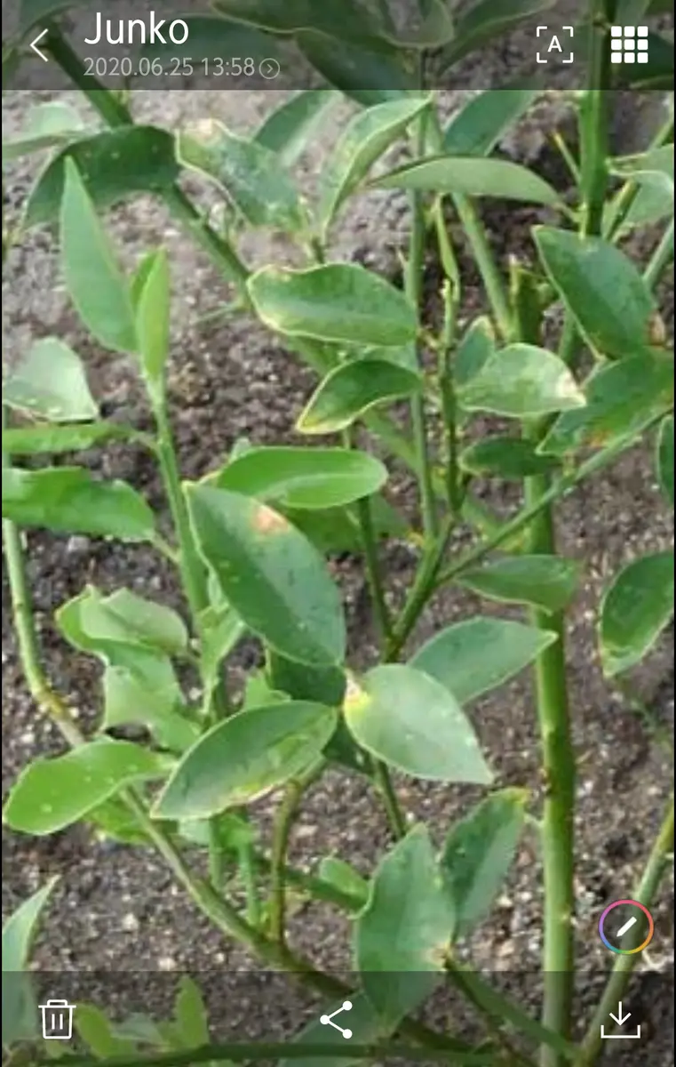 金柑の葉　確認用 キンカン：プチマルキンカン4～5号ポット の通販 | 園芸ネット