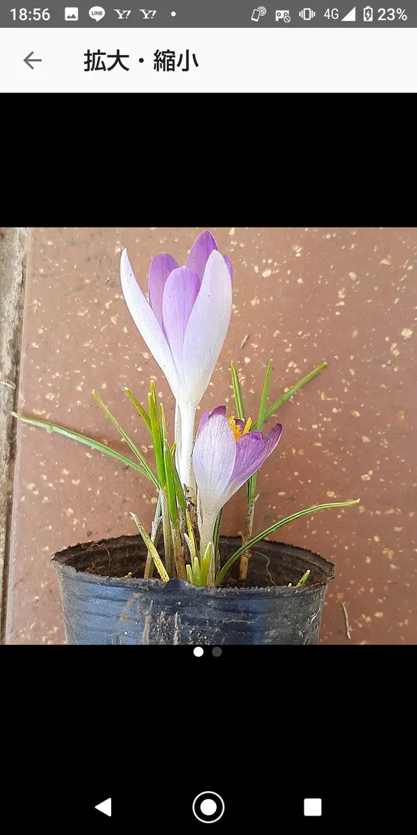 mercariで今開花してるクロッカスを購入しました。我が家の早咲