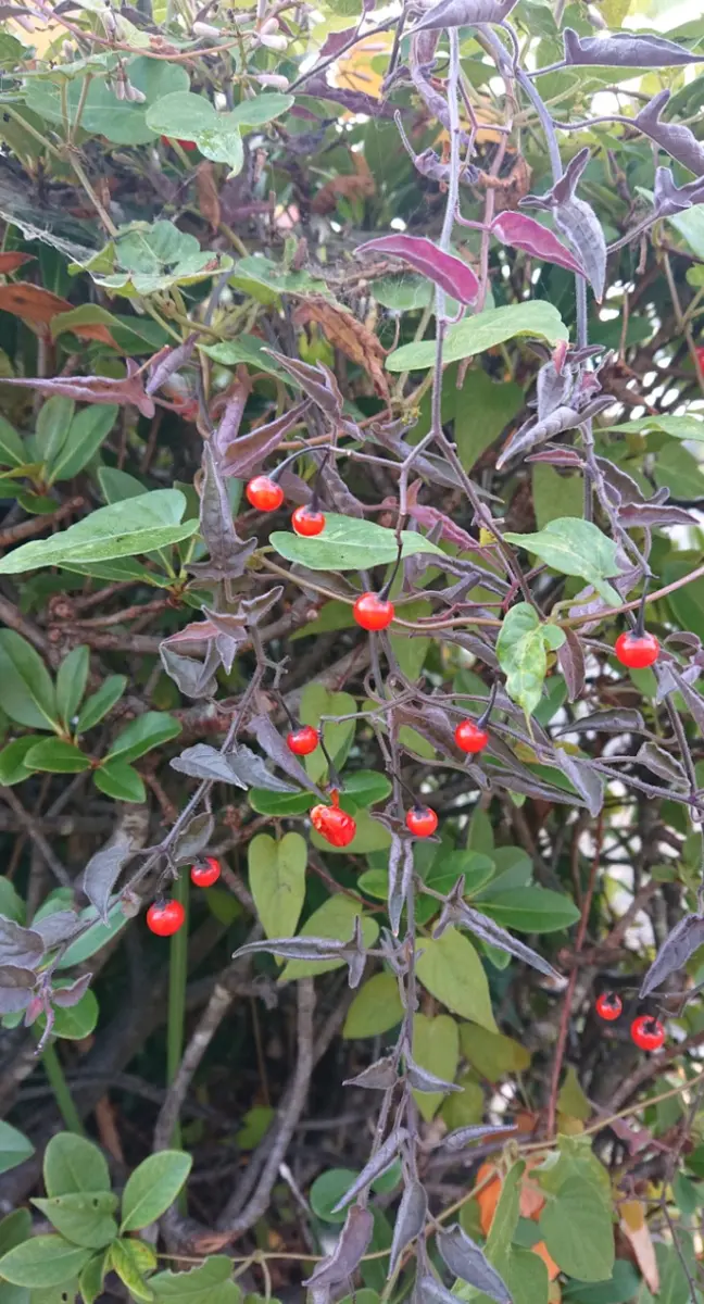 11月に近所を散歩中に見つけました。シャリンバイ？の植え込み
