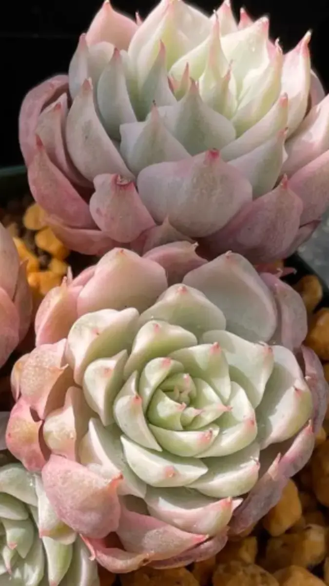 ハルビンゲリ錦　群生 こちらの種類はハルビンゲリ錦とハルビンゲリどちらだと思われ