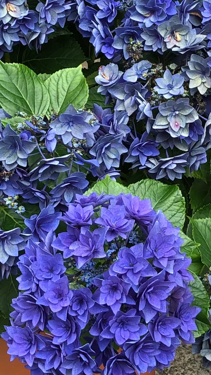 こんなに鮮やかで色の濃い紫陽花もあるんですね。品種名をわか