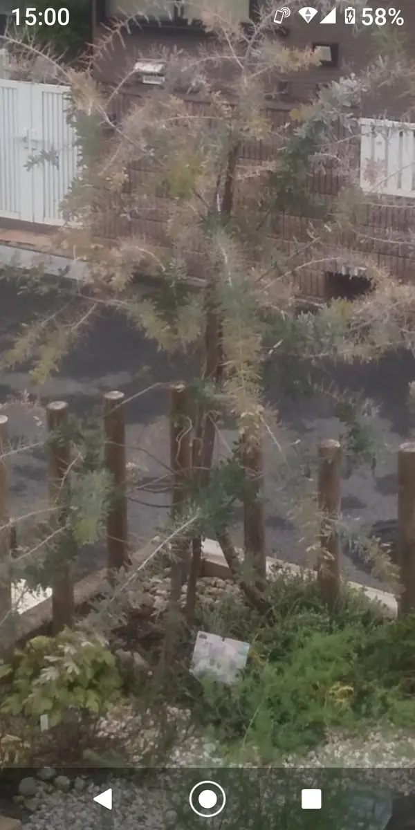 今年の4月1日、アカシアプルプレア(ミモザ)の木を西庭に植えま