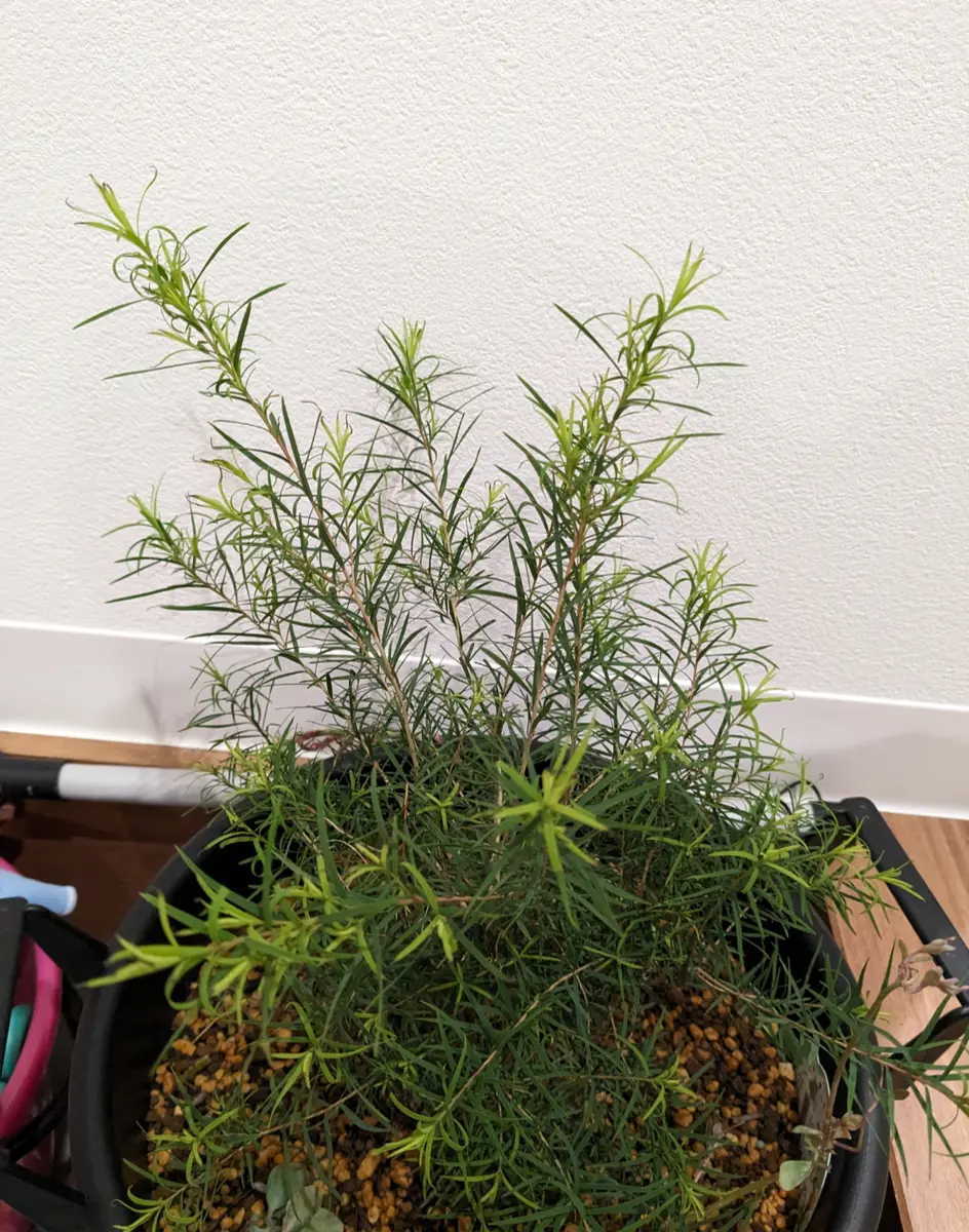 サボテン メラレウカ♪抜き苗 【公式通販】