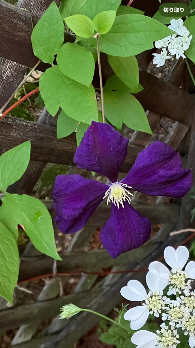 クレマチスが咲きません。一昨年挿し芽にて育てているクレマチ
