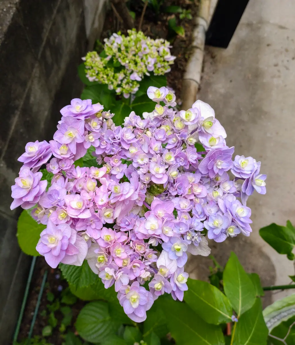 紫陽花　希少くるくる2苗予約挿し木 紫陽花 2苗予約 希少挿し木