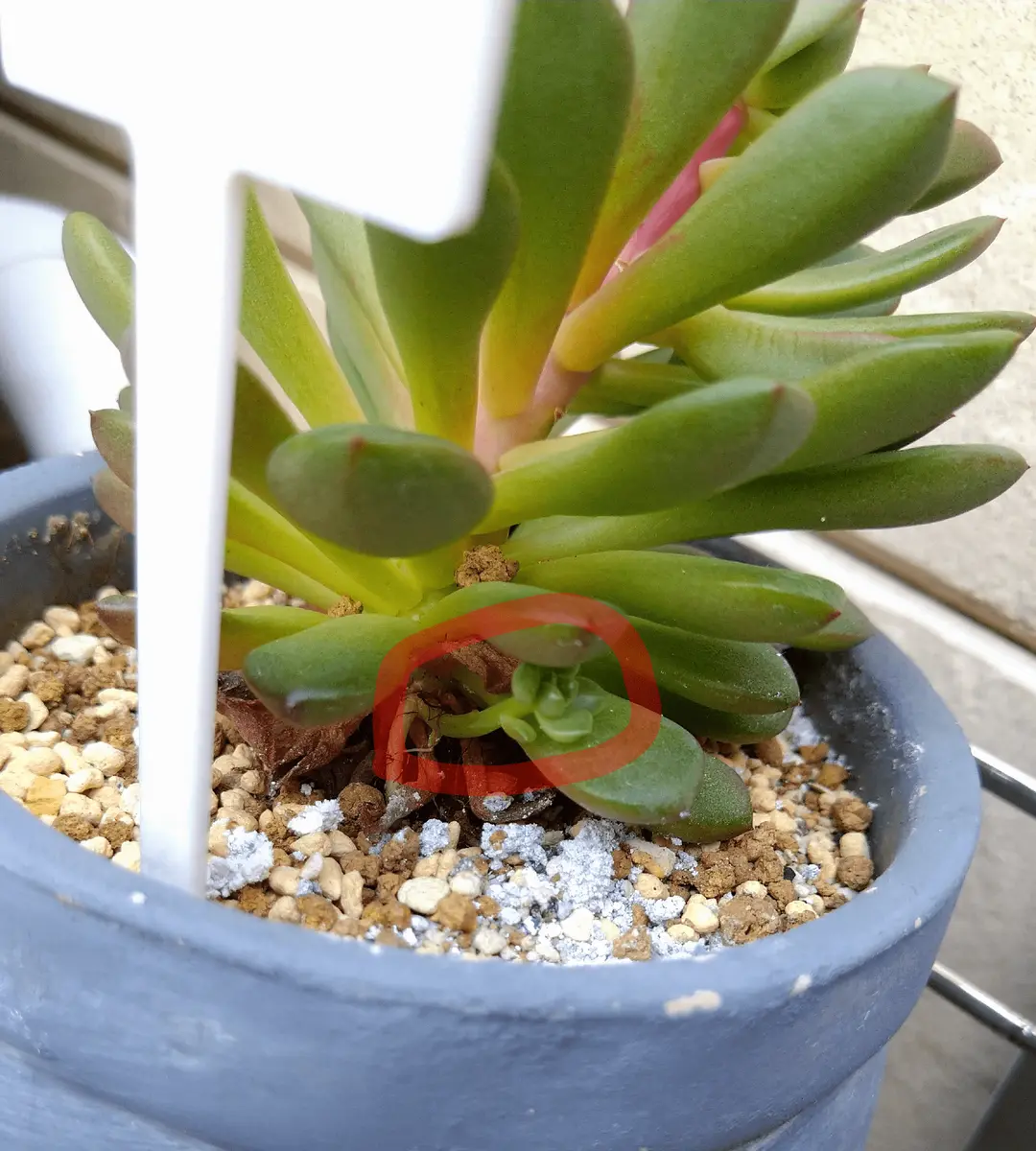 お纏め　多肉植物　ピンクルビー錦　覆輪　カット ✽ピンクルビー錦《大苗&小苗》 親子苗•*¨*•.¸¸❀*・ﾟ•*¨*•.¸¸❀*・ﾟ