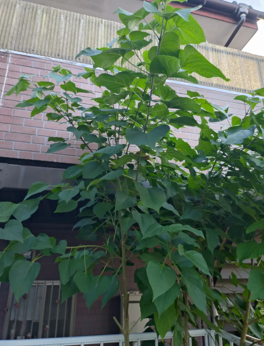 こんにちは！友人の庭に生えてきて数年、みるみるうちに大きく