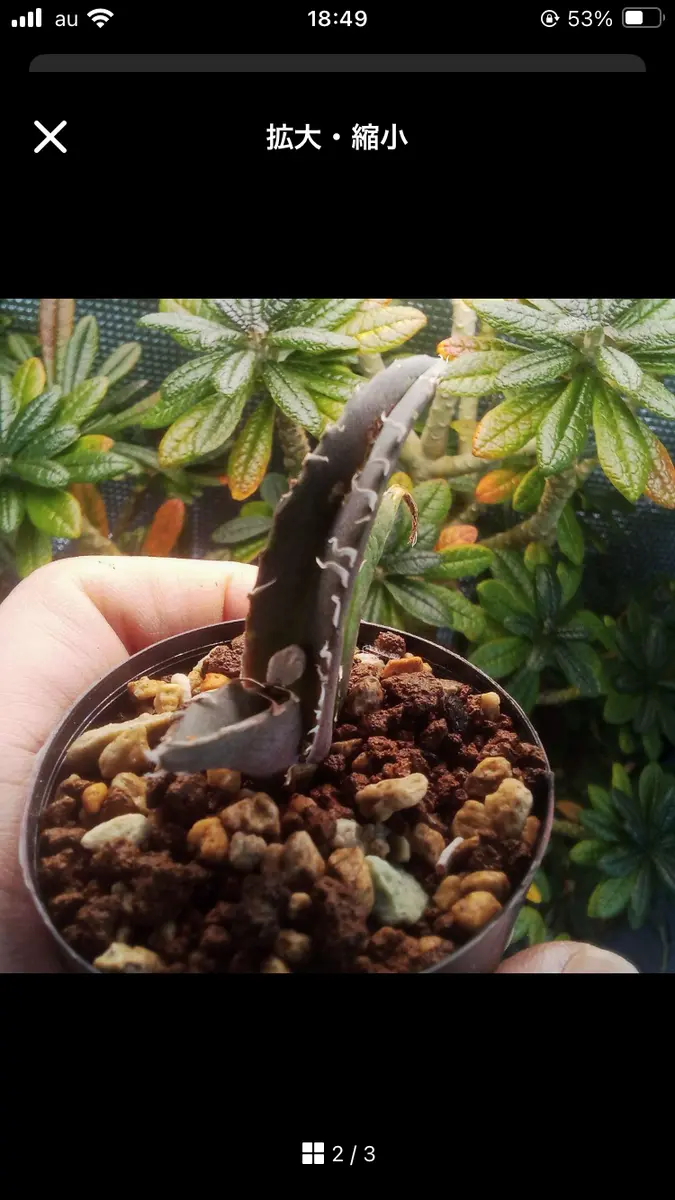 アガベ大株✨アリゾニカ（子株6個以上）高さ×幅:約40cm 観葉植物