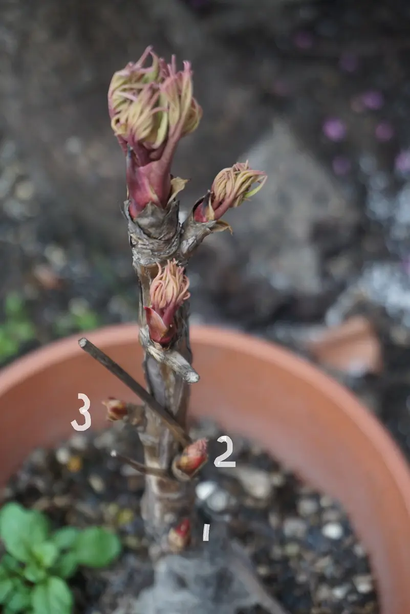 昨年の秋、小ぶりの牡丹の苗を買いました。ポットから鉢に植え