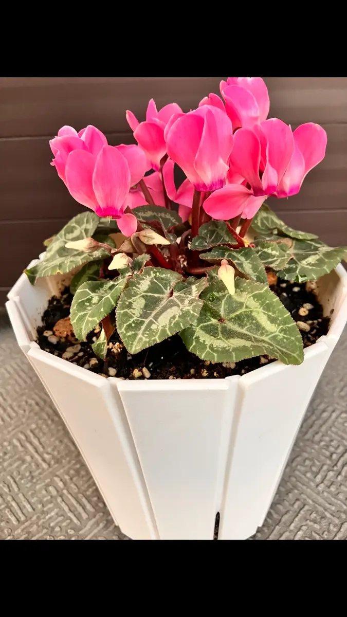 昨年1月に購入したガーデンシクラメンを葉をつけたまま夏越しし