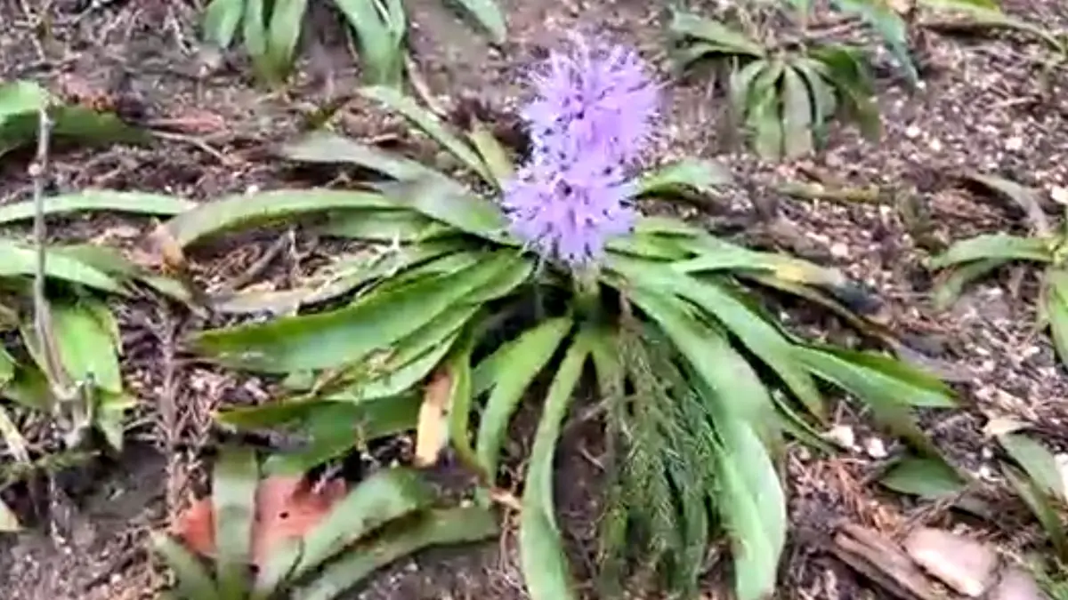 いつもお世話になっております。福島の山で添付写真の花を見付