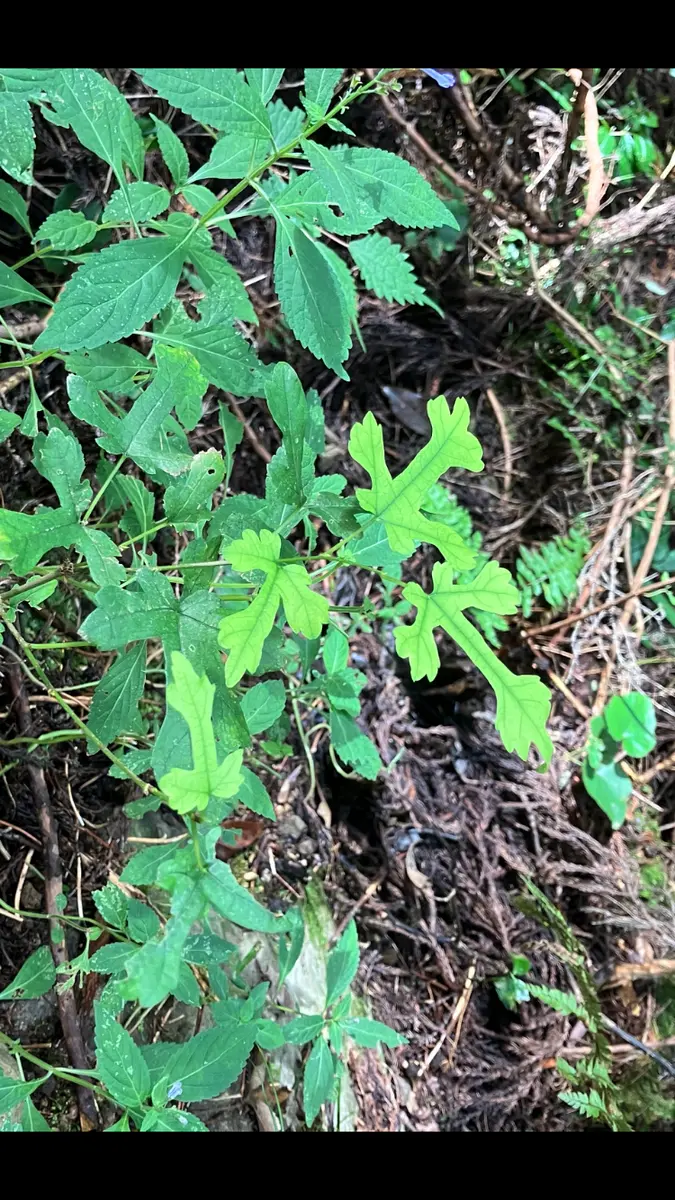 この十字架の形をした葉の植物名を教え頂けないでしょうか。山
