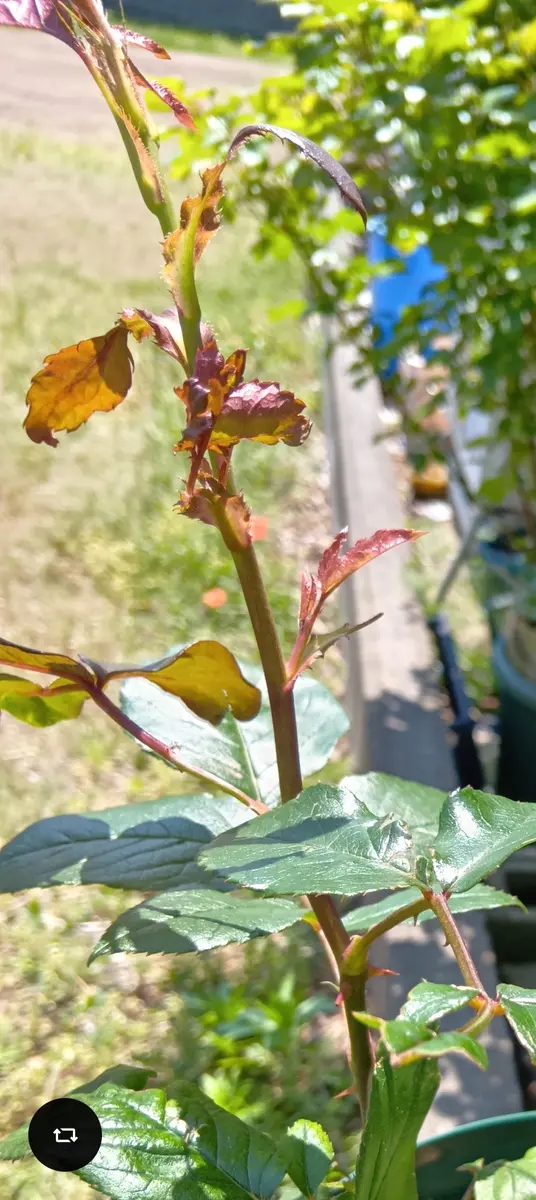 いつもお世話になっております。昨年の挿し芽苗ですが、新芽の