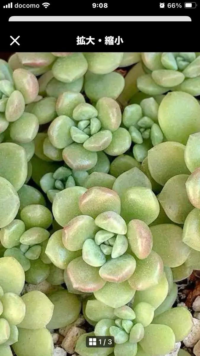 お尋ねします。一目惚れで購入しました。多肉植物の交配種に