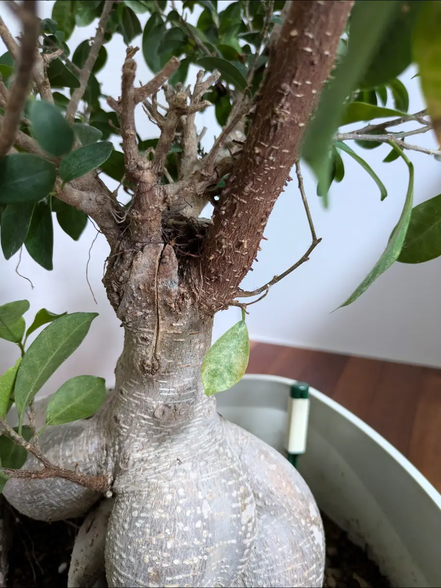 パンダガジュマル（曲がりあり）（持ち込み古い） その他観葉植物