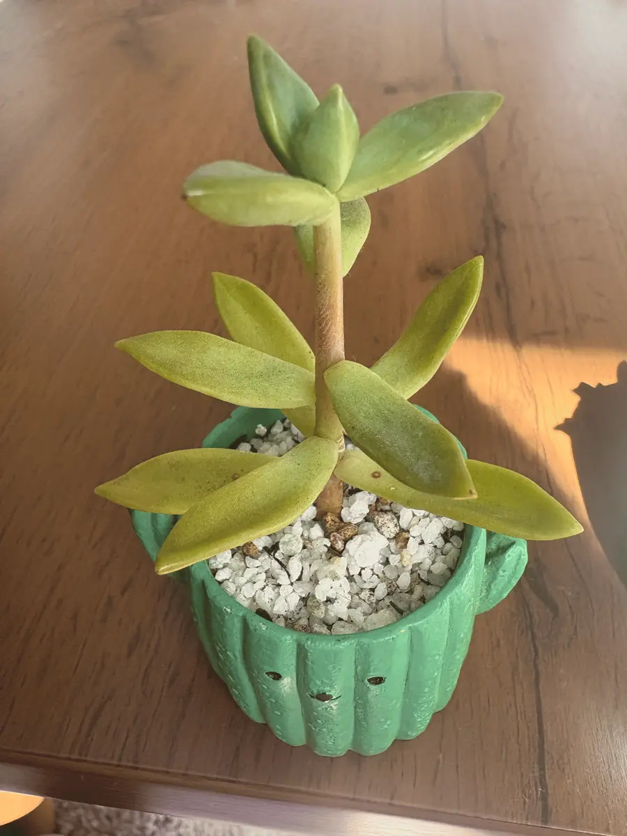 多肉植物の葉がしおれて来ているような気がします。対処法を教