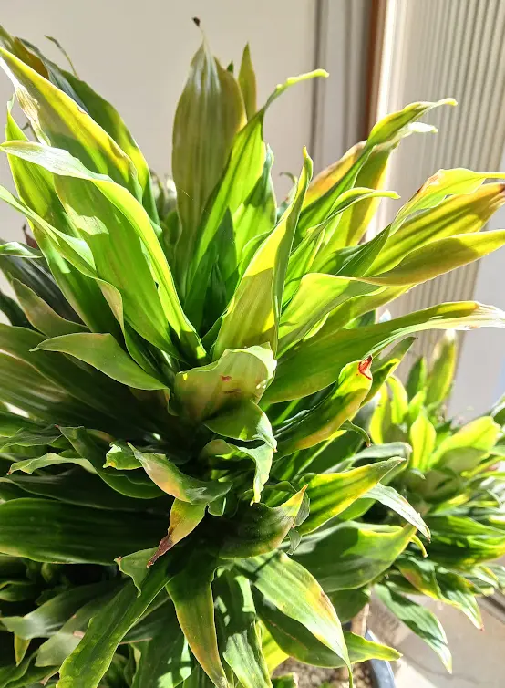 密集した緑色の葉 観葉植物 コーヒーの木 深い緑色のツヤツヤした葉っぱが特徴の美しい観葉 10号 その他観葉植物