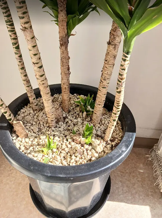 観葉植物（名前はわかりません）なのですが、みどりみどりして